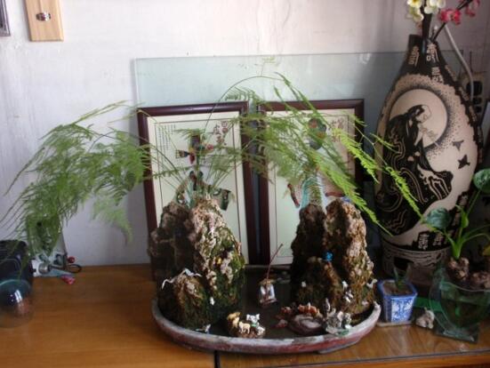 文竹疯长如何办，三个步骤教你完美处理