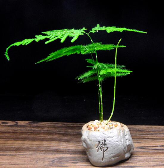 文竹养殖十大留意事项，手把手教你养育出美丽的文竹