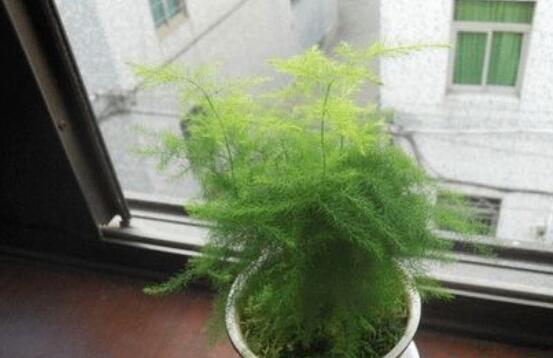 文竹养殖十大留意事项，手把手教你养育出美丽的文竹