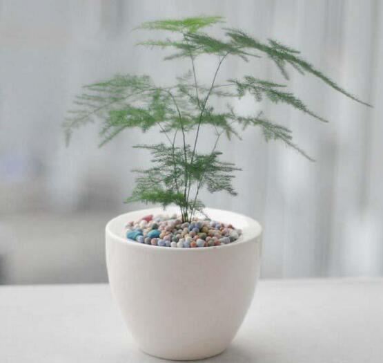 文竹养殖十大留意事项，手把手教你养育出美丽的文竹