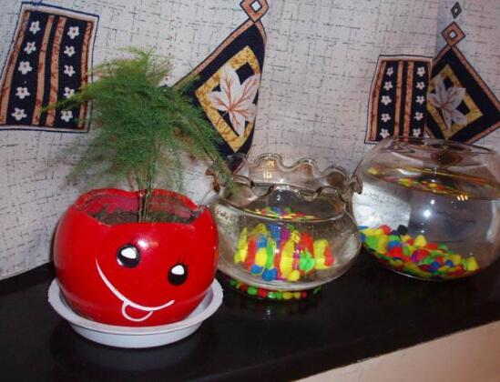 文竹养殖十大留意事项，手把手教你养育出美丽的文竹