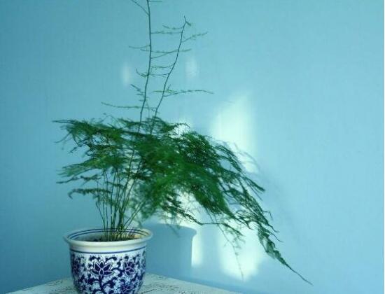 文竹养殖十大留意事项，手把手教你养育出美丽的文竹