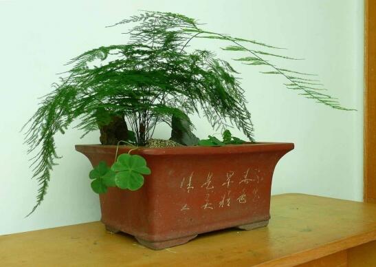 文竹养殖十大留意事项，手把手教你养育出美丽的文竹