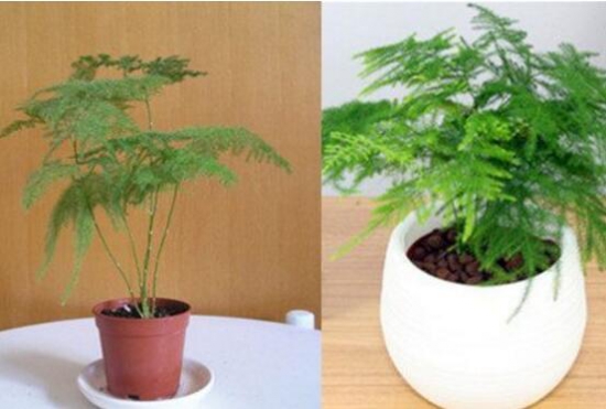 文竹如何修剪，文竹修剪办法图示大全