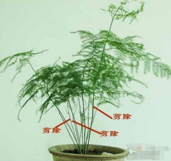 文竹如何修剪，文竹修剪办法图示大全