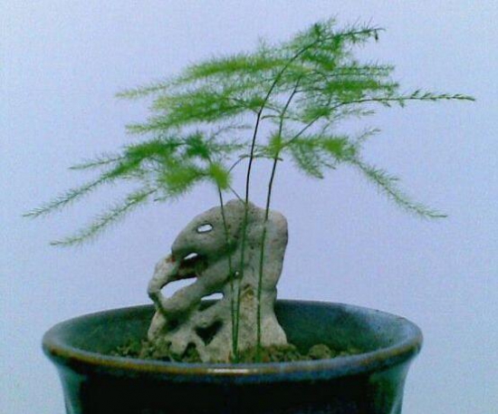 文竹如何修剪，文竹修剪办法图示大全