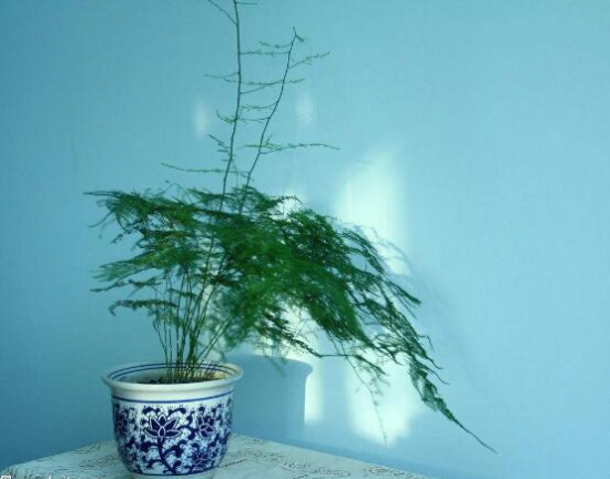 文竹如何修剪，文竹修剪办法图示大全