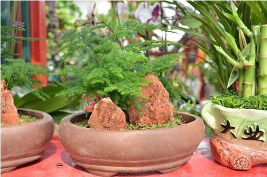 文竹如何修剪，文竹修剪办法图示大全