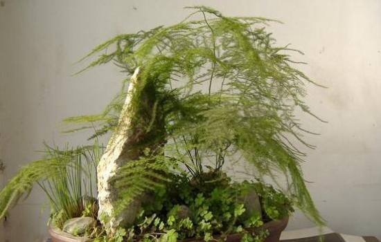 文竹如何修剪，文竹修剪办法图示大全