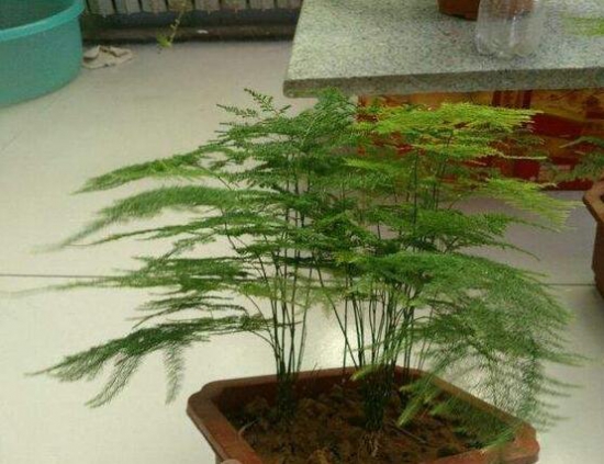 文竹如何修剪，文竹修剪办法图示大全