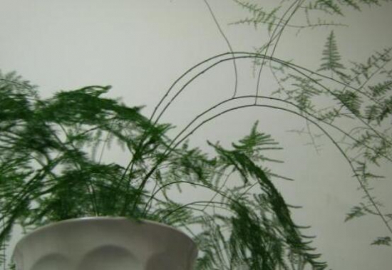 文竹如何修剪，文竹修剪办法图示大全