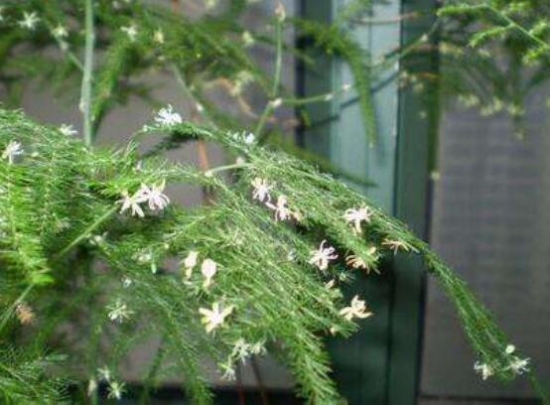 文竹如何修剪，文竹修剪办法图示大全