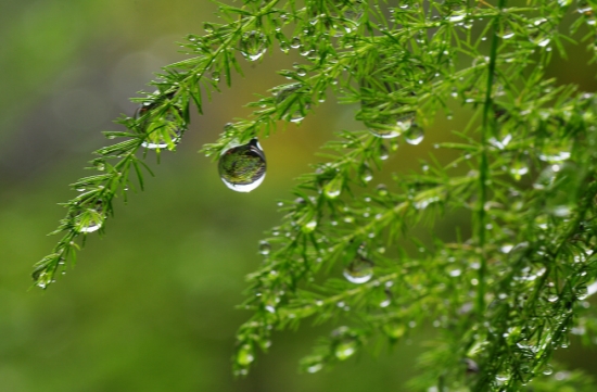 文竹夏季如何养：留意光照保持湿度