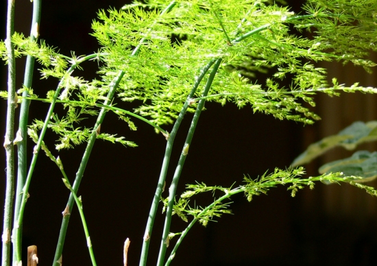 文竹夏季如何养：留意光照保持湿度