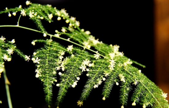 文竹叶子发黄的常见原因和处理办法