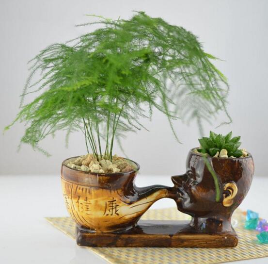 文竹叶子发黄的常见原因和处理办法