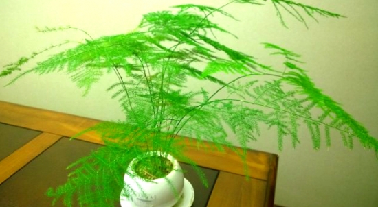 文竹叶子发黄的常见原因和处理办法