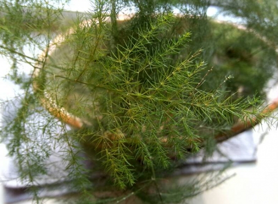 文竹叶子发黄该不该剪掉：结合植株造型把黄叶剪掉