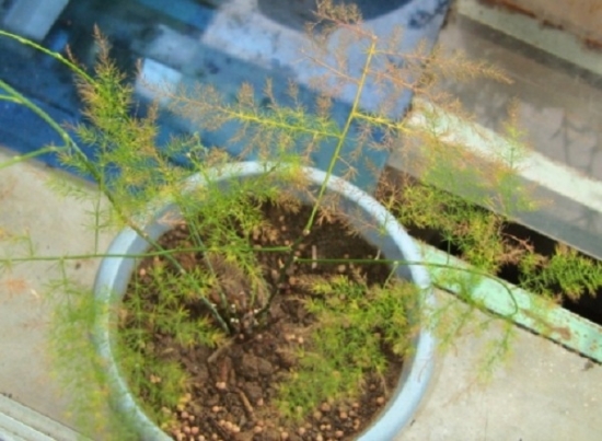 文竹叶子发黄该不该剪掉：结合植株造型把黄叶剪掉