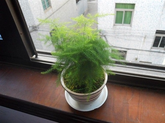 新手如何养好文竹（亲测篇）