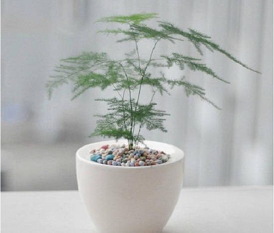 新手如何养好文竹（亲测篇）