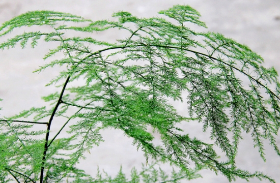 如何分株繁殖文竹