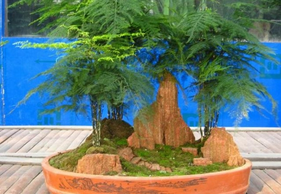 如何更新老文竹