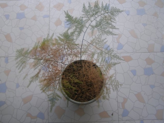 文竹发黄如何办