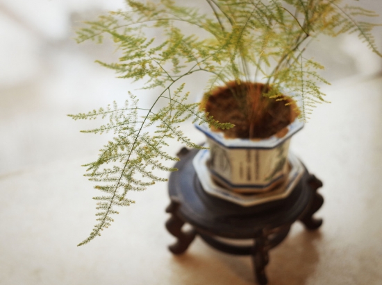 文竹新枝嫩头枯焦如何办