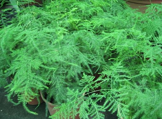 如何使文竹长得青翠葱郁