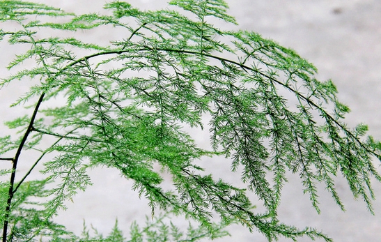 文竹应如何科学管理