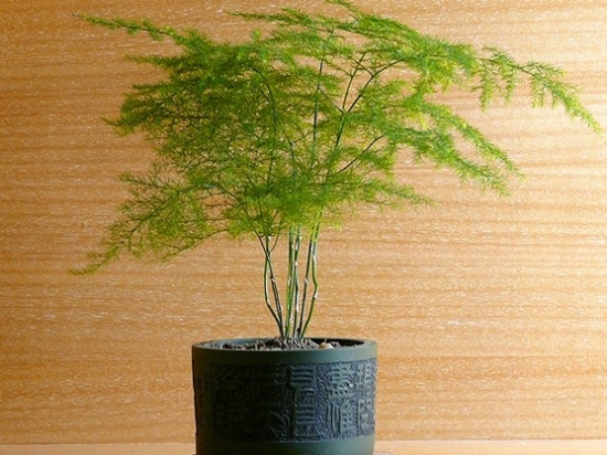 文竹有哪些特性与种类