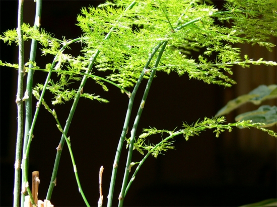 文竹与天门冬有何区别