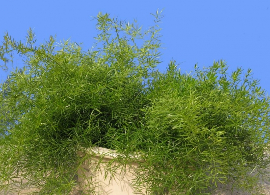 文竹与天门冬有何区别