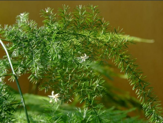 如何矮化文竹使之小巧玲珑