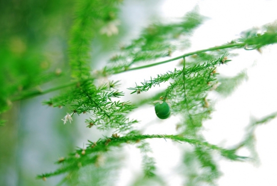 如何使文竹开花结籽