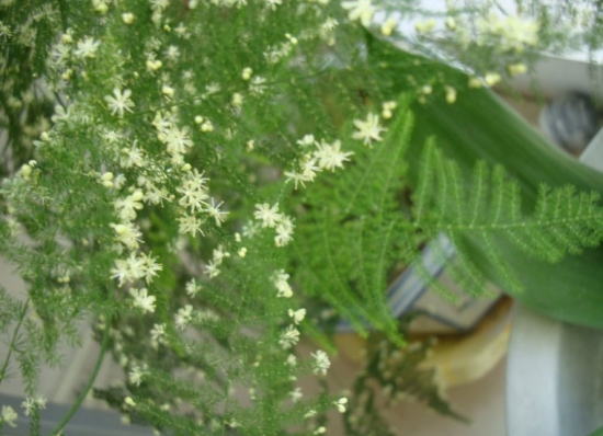 文竹开花：寓意话语衰老