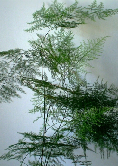 长高的文竹 文竹长高如何办:剪掉长枝,肥量要控好