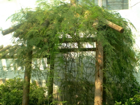 攀援的文竹 文竹长高如何办:剪掉长枝,肥量要控好