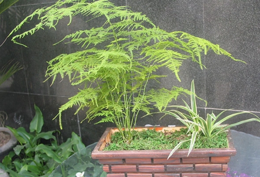 矮化的文竹盆景 文竹长高如何办:剪掉长枝,肥量要控好