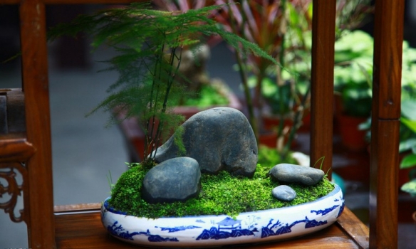 文竹盆景：文竹盆景的造型办法、制造技术及植株整形