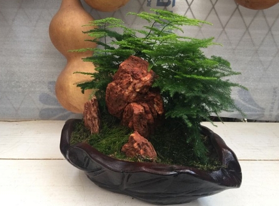 文竹盆景：文竹盆景的造型办法、制造技术及植株整形