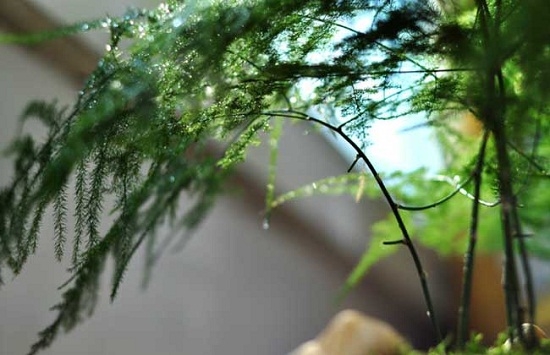 文竹盆景：文竹盆景的造型办法、制造技术及植株整形