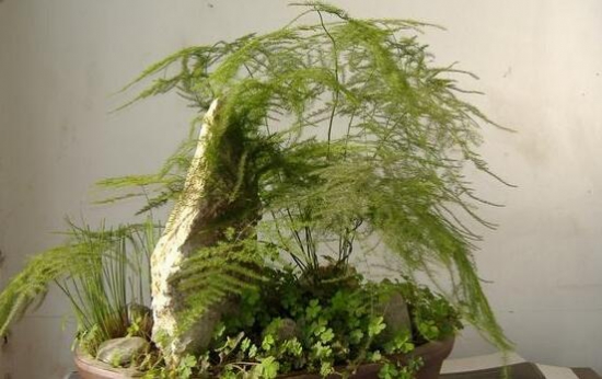 文竹叶子发黄如何办：暴晒发黄最常见