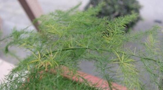 文竹叶子发黄如何办：暴晒发黄最常见