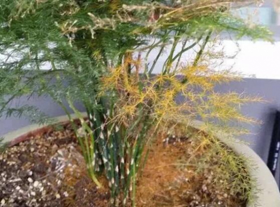 文竹叶子发黄如何办：暴晒发黄最常见