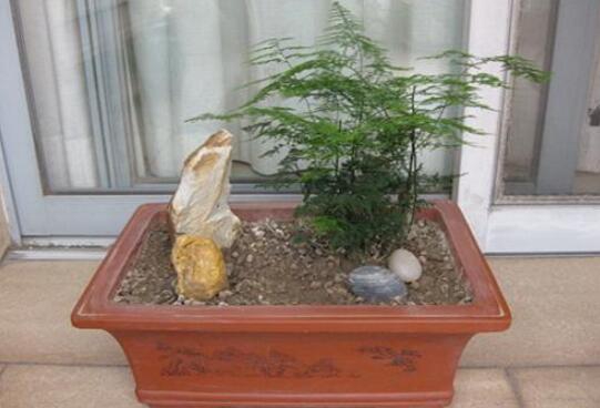 文竹叶子发黄如何办：暴晒发黄最常见