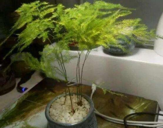 文竹叶子发黄如何办：暴晒发黄最常见