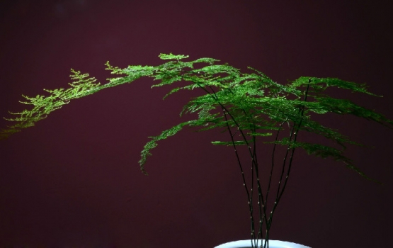 文竹叶子发黄如何办：暴晒发黄最常见