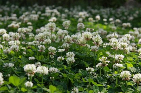 白车轴草如何过冬，光照修剪控温养护